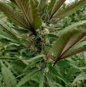 Meet your Posher, Romero